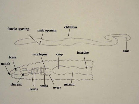 earthworm dissection diagram. Earthworm Anatomy Diagram