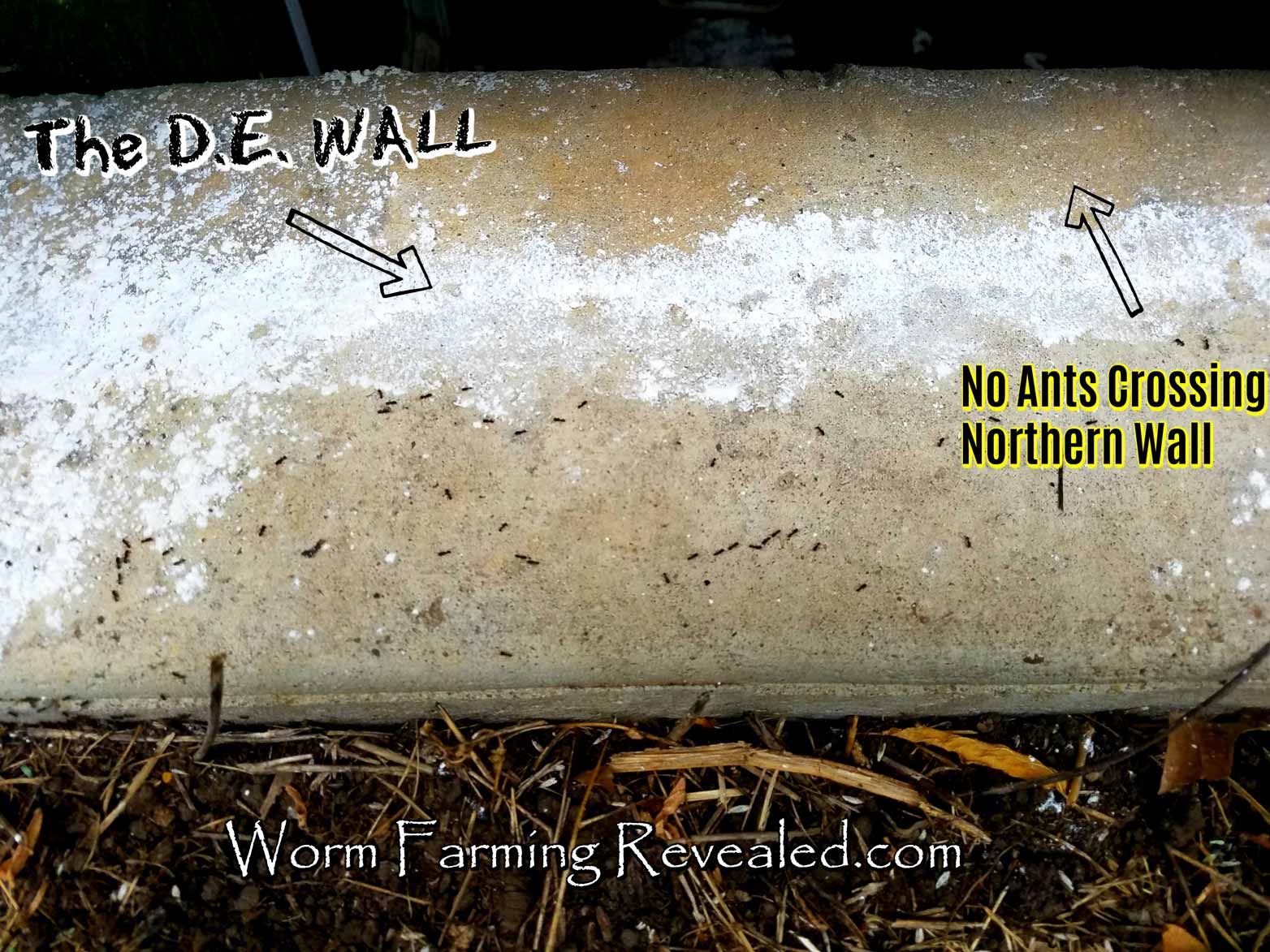 Ants Not Crossing DE Wall