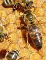 Diatomaceous Earth and Bees Diatomaceous Earth and Bees