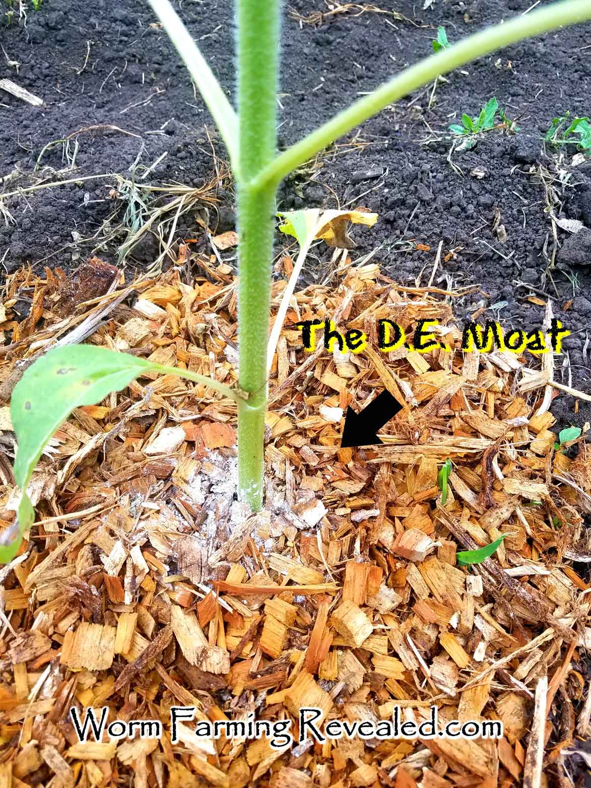 Diatomaceous Earth on Plants