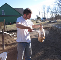 diatomaceous earth and chickens