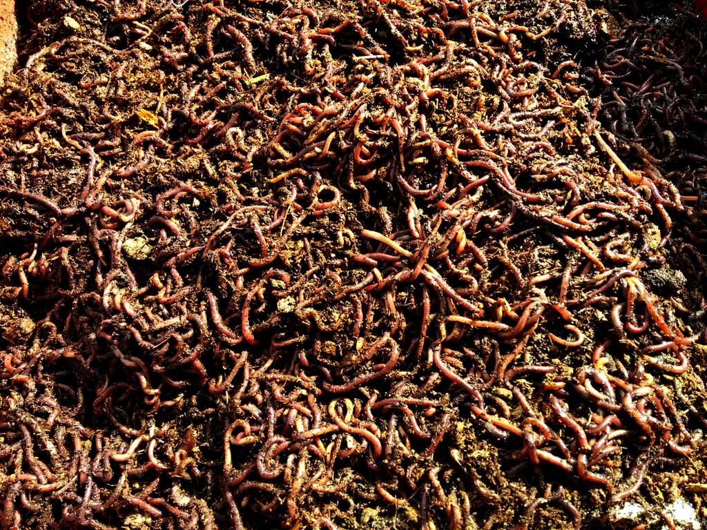 Free Worm Farming Books with Worms