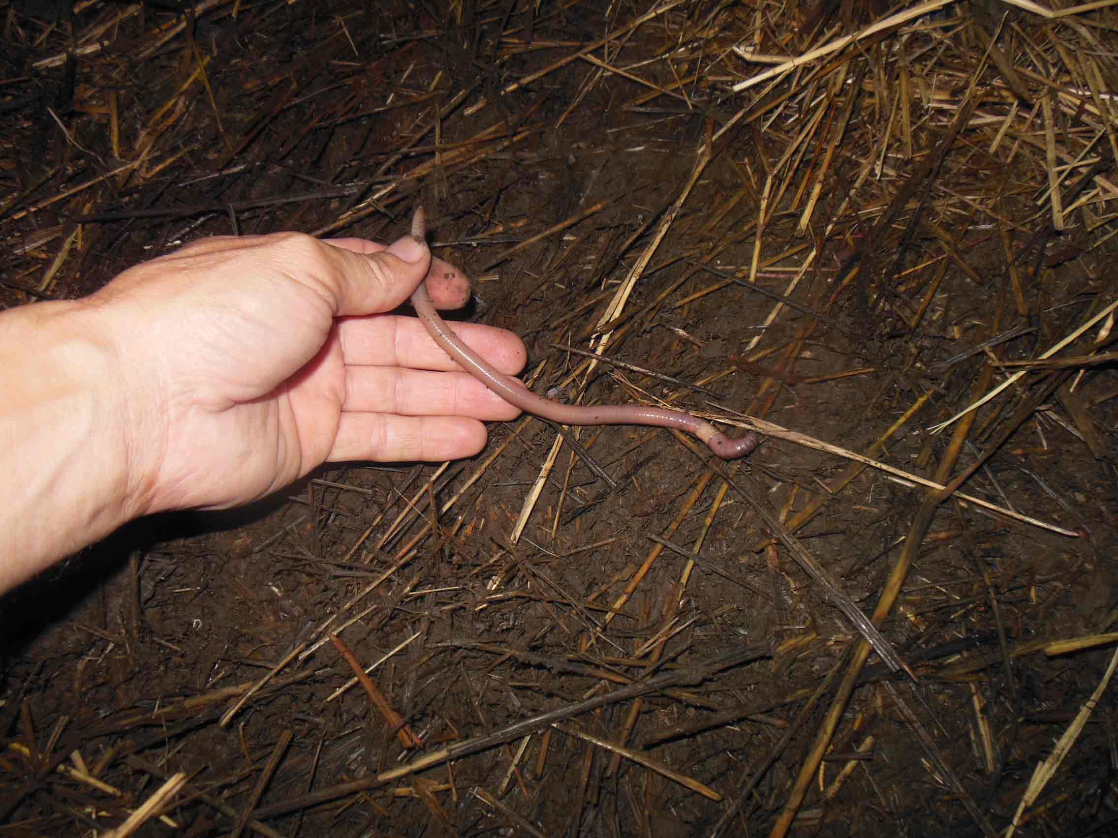 Start A Worm Farm