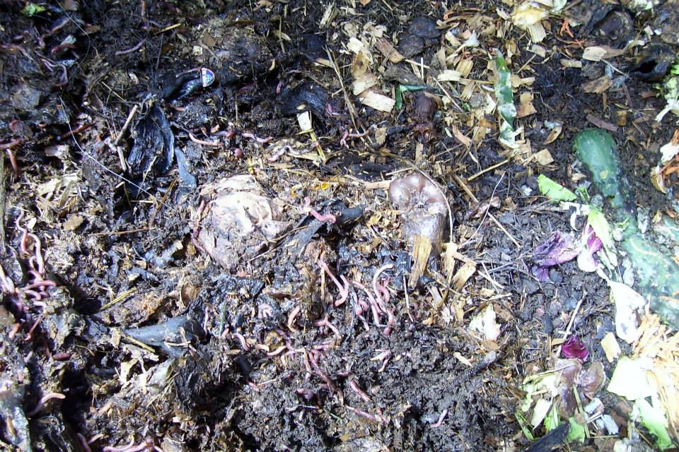 Roberts Flow Through Outdoor Vermicompost SystemPic 0007a Roberts Flow Through Outdoor Vermicompost SystemPic 0007a