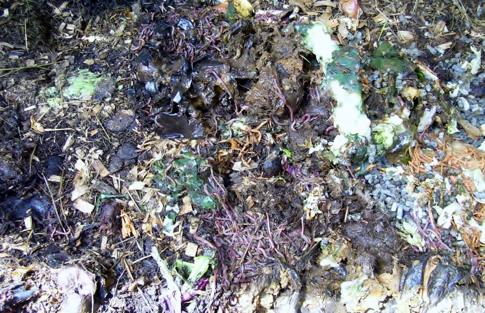 Roberts Flow Through Outdoor Vermicompost SystemPic 0008 Roberts Flow Through Outdoor Vermicompost SystemPic 0008