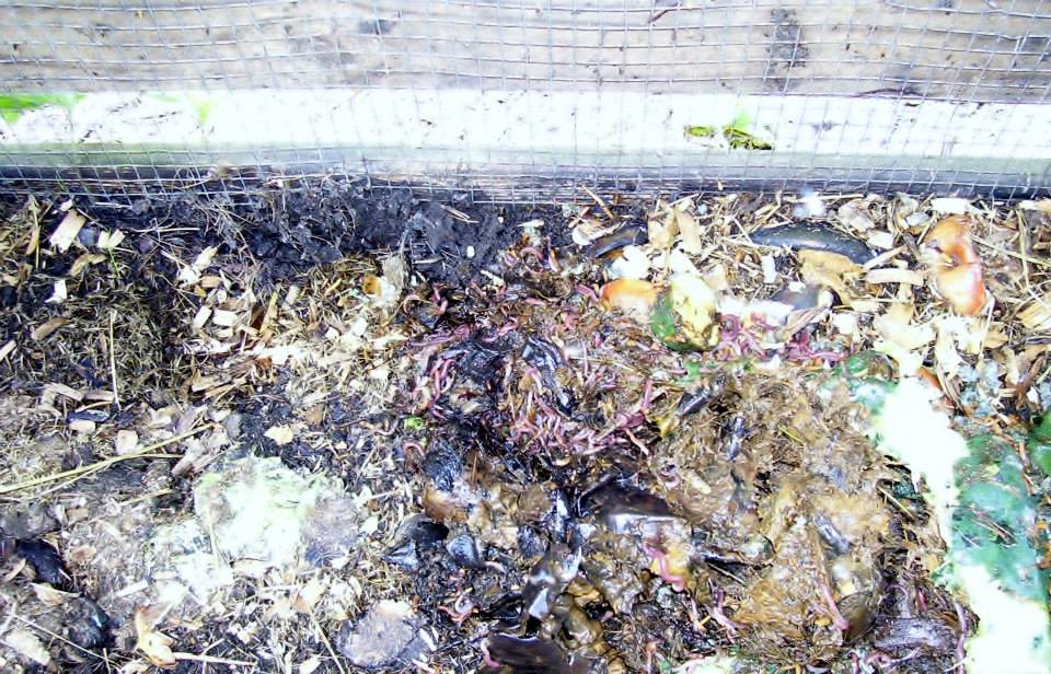 Roberts Flow Through Outdoor Vermicompost SystemPic 0009 Roberts Flow Through Outdoor Vermicompost SystemPic 0009