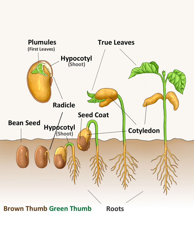 Brown Thumb Green Thumb Seed Diagram