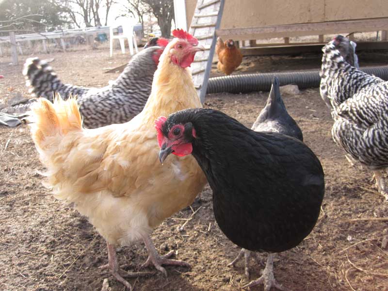 Diatomaceous Earth Food Grade