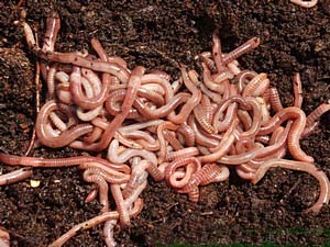 European Nightcrawlers European Nightcrawlers