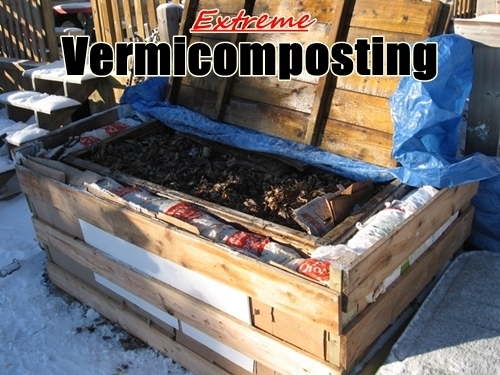 Extreme Vermicomposting! How to worm compost in Extreme Conditions