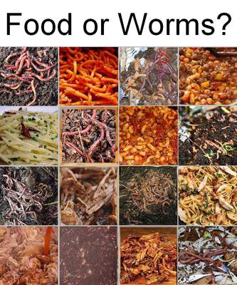 Food or Worms?