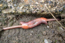 Worm Reproduction