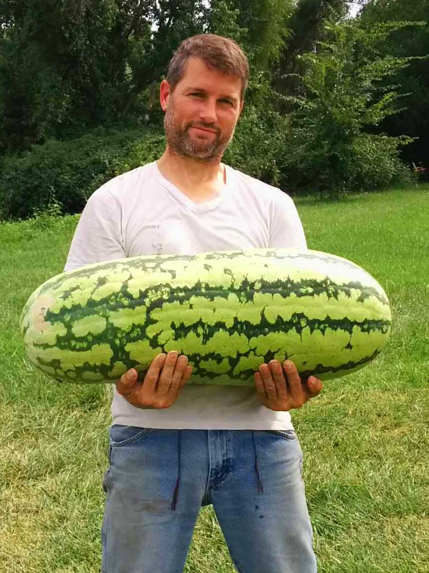 Worm Castings on Watermelon Worm Castings on Watermelon
