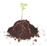 Worm Compost Worm Compost