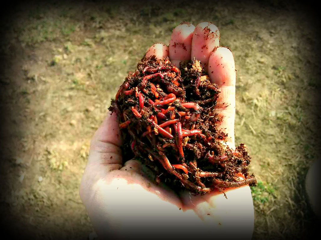 Free Worm Farming Books with Worms