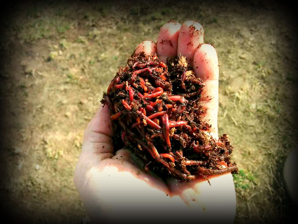 Red Wigglers Red Wigglers