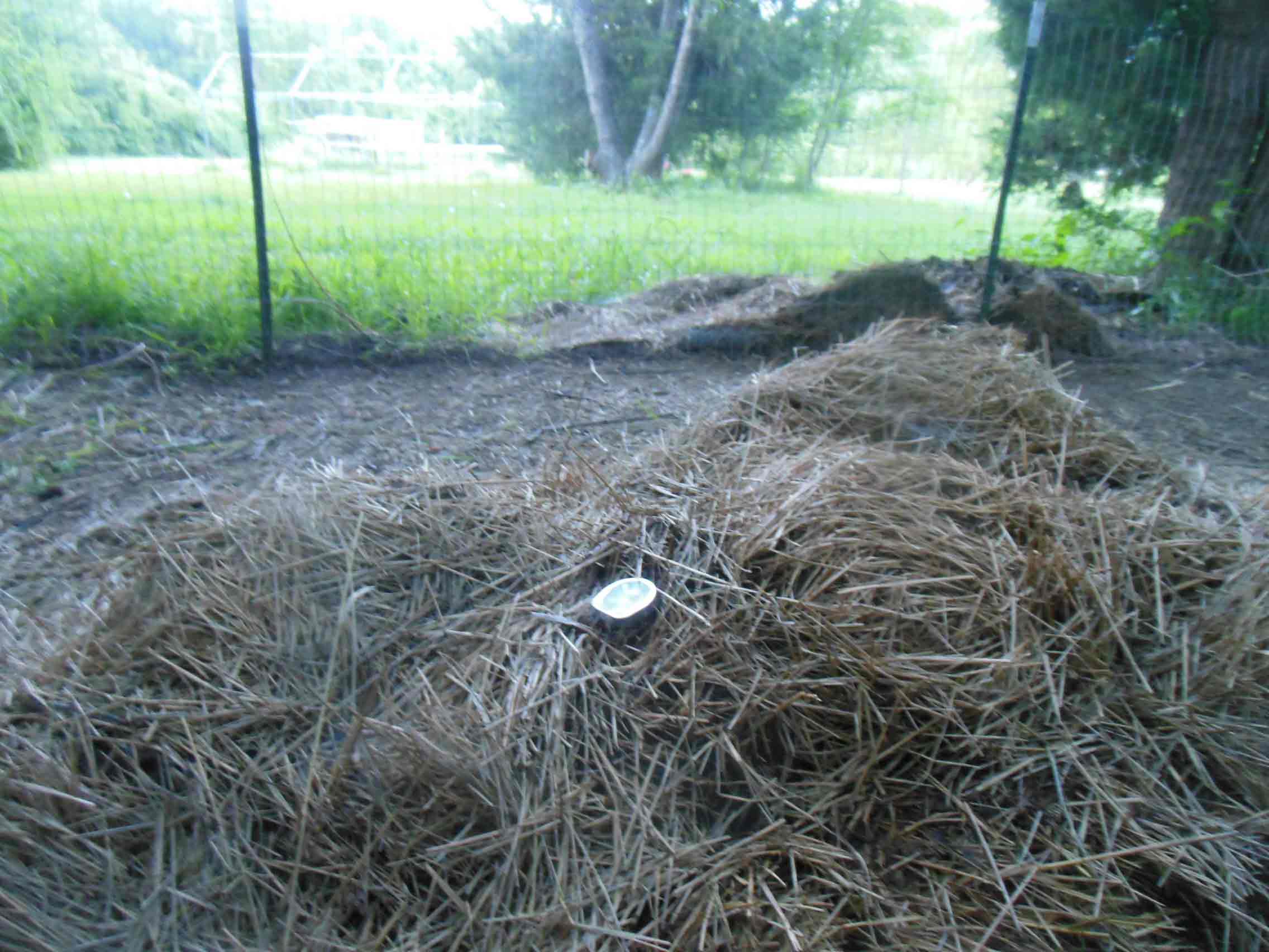 A Pile Of Hay & Goat Manure To Attract Composting Worms