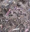 Worms at Work In The Continuous Flow Through Worm Bin