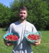 Second strawberry harvest of 2010