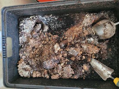 White growth then dried up