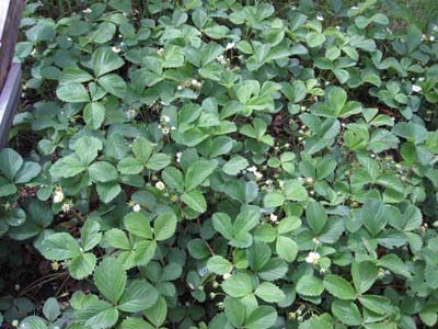 Strawberry patch 5 x 25 FT.