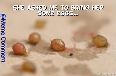 Worm Eggs