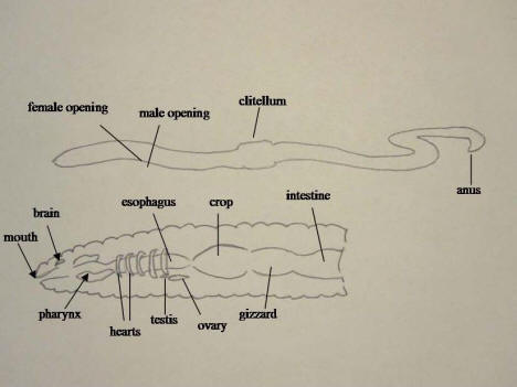 Worm Anatomy eat head diagram 